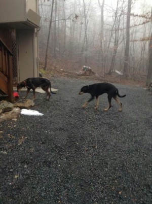 Safe Doberman Pinscher in Haymarket, VA