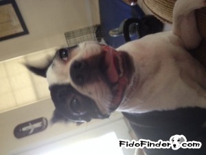 Safe Boston Terrier in Palm Coast, FL