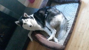 Lost Siberian Husky 