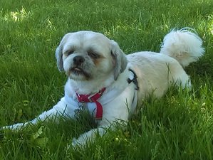 Safe Shih Tzu in Fall River, MA