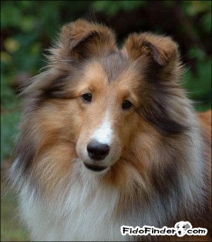 Safe Shetland Sheepdog in New Milford, CT