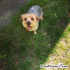 Safe Yorkshire Terrier in Everett, MA