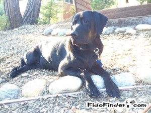 Safe Labrador Retriever in Morgan Hill, CA