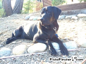 Safe Labrador Retriever in Morgan Hill, CA US