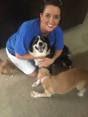 Safe Border Collie in Fort Worth, TX