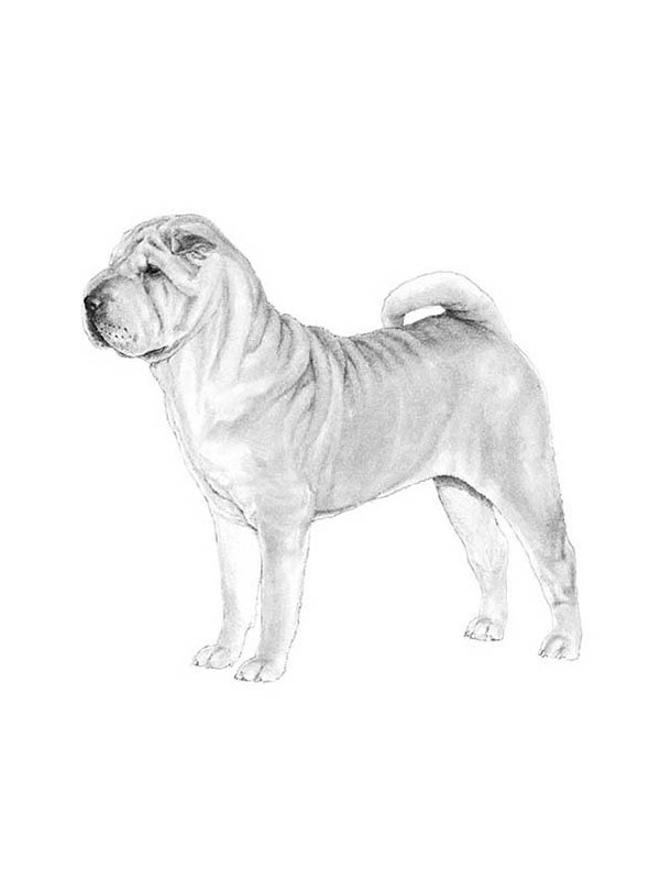 Safe Chinese SharPei in Akron, OH