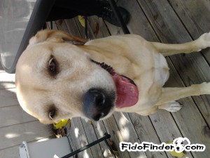 Safe Labrador Retriever in Brentwood, CA