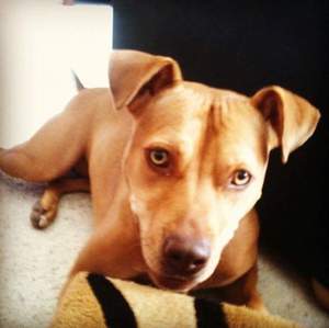 Safe Pit Bull in Martinez, CA