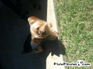 Safe Yorkshire Terrier in Lawton, OK