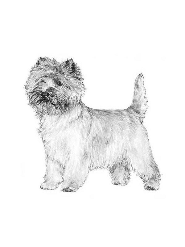Safe Cairn Terrier in Valencia, CA