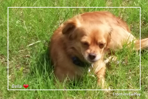 Safe Tibetan Spaniel in Hudson, FL