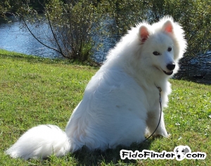 Safe American Eskimo Dog in New Port Richey, FL