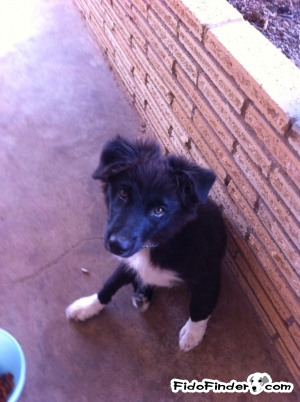 Safe Border Collie in College Station, TX