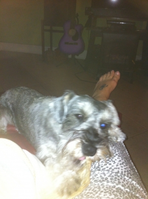 Safe Miniature Schnauzer in Tampa, FL