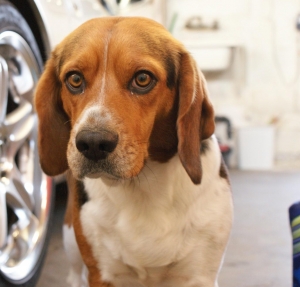 Safe Beagle in Gardena, CA US
