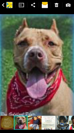 Safe Pit Bull in Decatur, GA