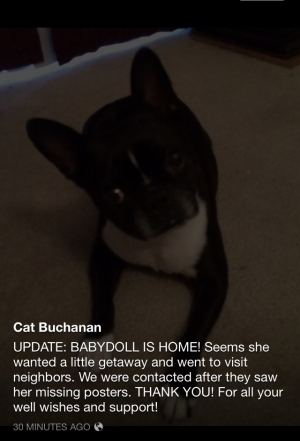 Safe Boston Terrier in Las Vegas, NV