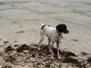 Safe German Shorthaired Pointer in New Braunfels, TX