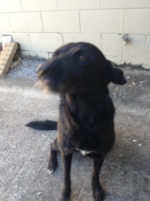 Safe Labrador Retriever in Seffner, FL