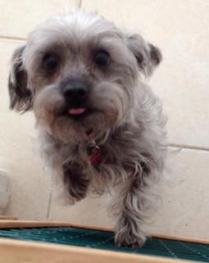 Safe Silky Terrier in Holiday, FL