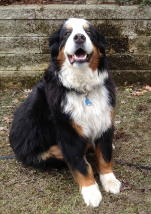 Safe Bernese Mountain Dog in Marlborough, MA