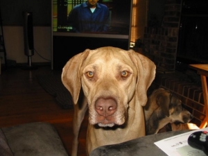 Safe Weimaraner in Spring Hill, FL