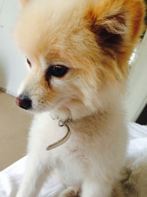 Safe Pomeranian in Beverly Hills, CA