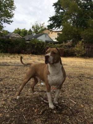 Safe Pit Bull in Concord, CA