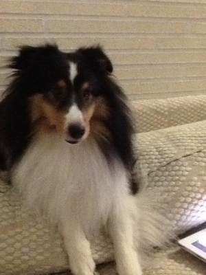 Safe Shetland Sheepdog in Boca Raton, FL