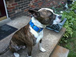 Safe Pit Bull in Monument, CO