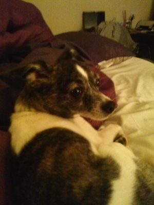 Safe Chihuahua in Wesley Chapel, FL
