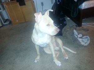 Safe Pit Bull in Phoenix, AZ