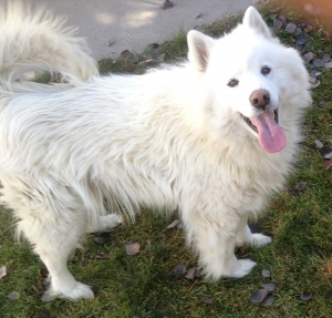 Safe Samoyed in Greeley, CO