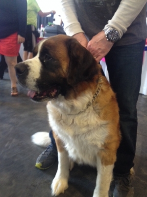 Safe St. Bernard in Lake Oswego, OR