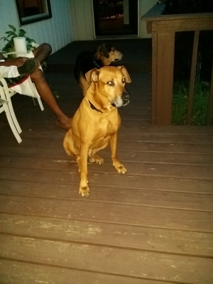 Safe Rhodesian Ridgeback in Mars, PA