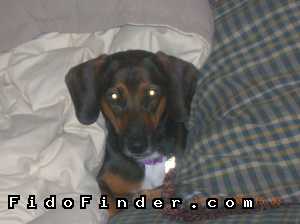 Safe Dachshund in Auburn Hills, MI