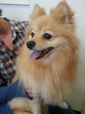 Safe Pomeranian in Tuckerton, NJ