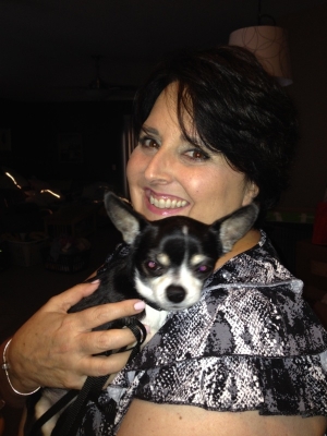 Safe Chihuahua in Wesley Chapel, FL