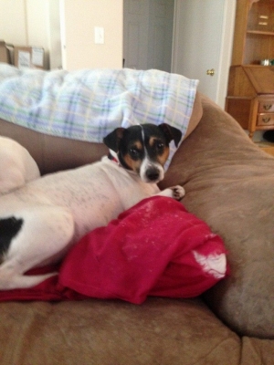 Safe Rat Terrier in Thornton, CO