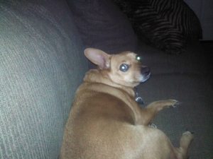 Safe Chihuahua in Wichita, KS