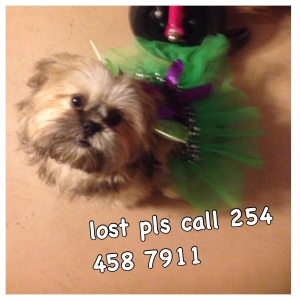 Safe Shih Tzu in Nolanville, TX