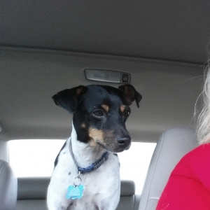 Safe Rat Terrier in Whitesboro, TX