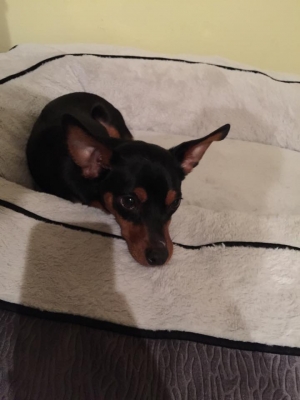 Safe Miniature Pinscher in Lutz, FL