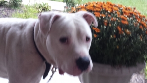 Safe American Bulldog in Cincinnati, OH