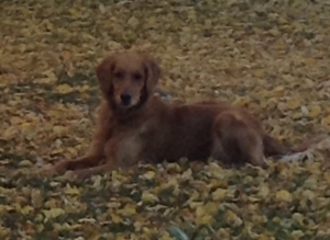 Safe Golden Retriever in Cheyenne, WY