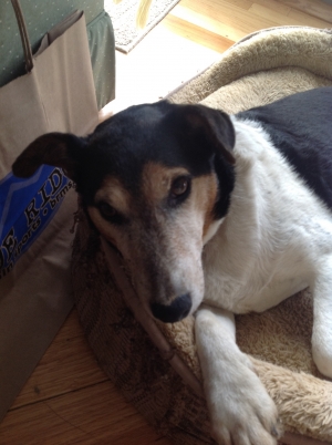 Safe Jack Russell Terrier in Chesterfield, VA