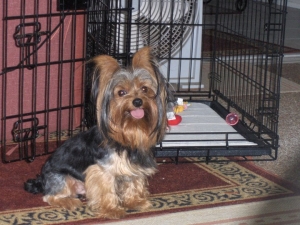 Safe Yorkshire Terrier in Zephyrhills, FL