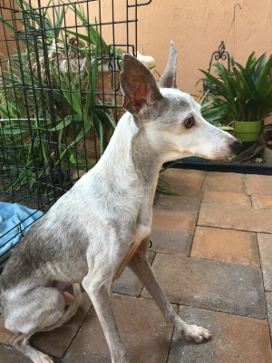 Safe Italian Greyhound in Fort Lauderdale, FL