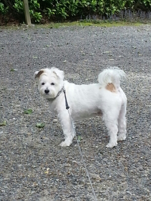 Safe Lhasa Apso in Mercer Island, WA