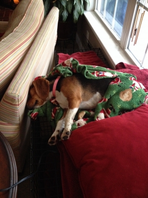 Safe Beagle in Aiken, SC